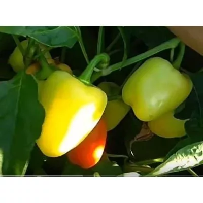 voronezhskiy-9-186395