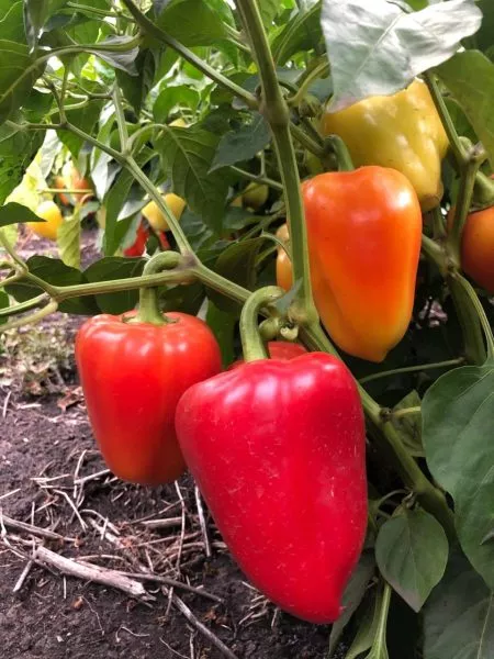 voronezhskiy-main-186395