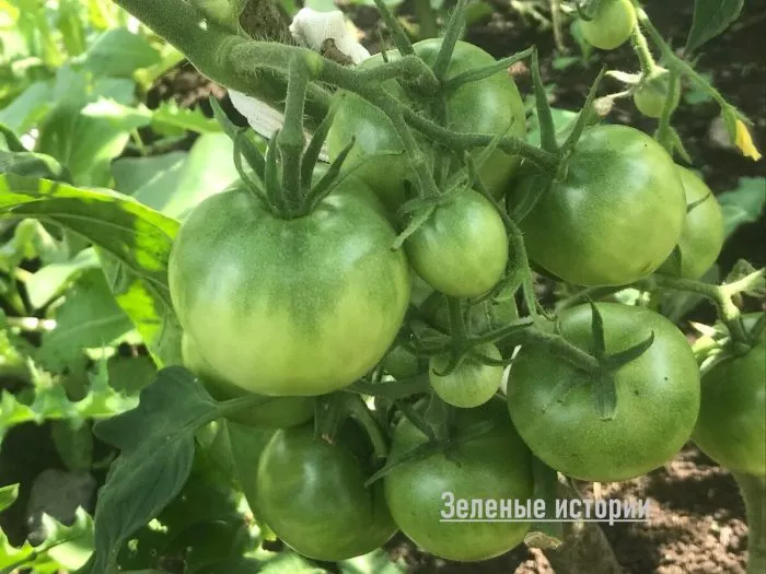 voronezhskoe-chudo-4-175221