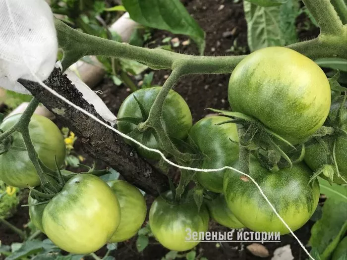 voronezhskoe-chudo-5-175221