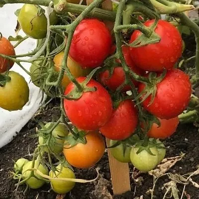 voronezhskoe-chudo-6-175221