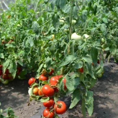 voronezhskoe-chudo-7-175221