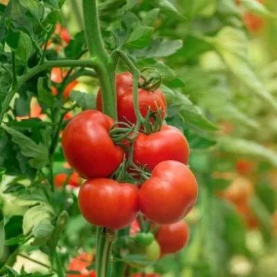 voronezhskoe-chudo-8-175221