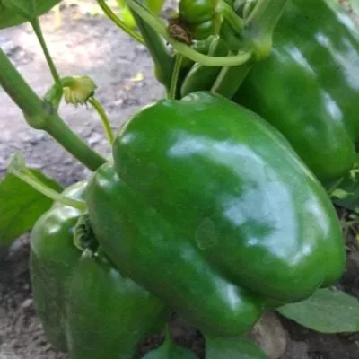 vozhd-krasnokozhih-4-188192