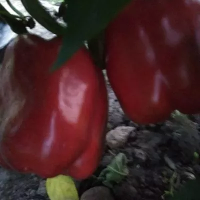 vozhd-krasnokozhih-5-188192