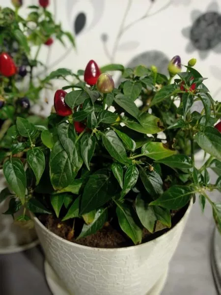 vse-nebo-v-zvezdah-4-187378