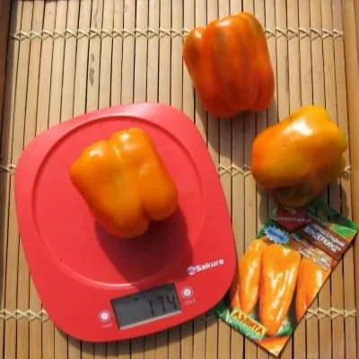 vunderkind-10-186066