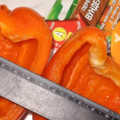 vunderkind-11-186066