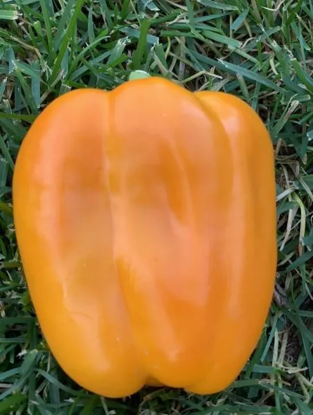 vunderkind-main-186066