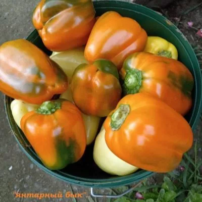 yantarnyy-byk-3-187119