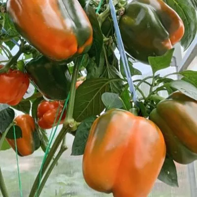 yantarnyy-byk-4-187119