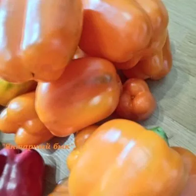 yantarnyy-byk-6-187119