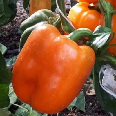 yantarnyy-byk-main-187119