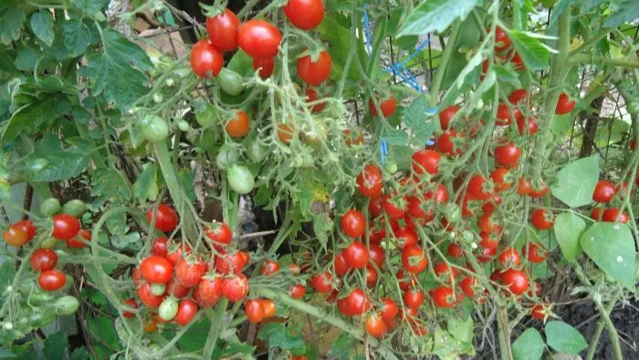 yaponskaya-kist-1-172542