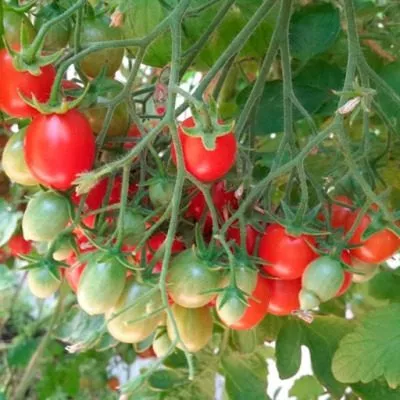 yaponskaya-kist-10-172542