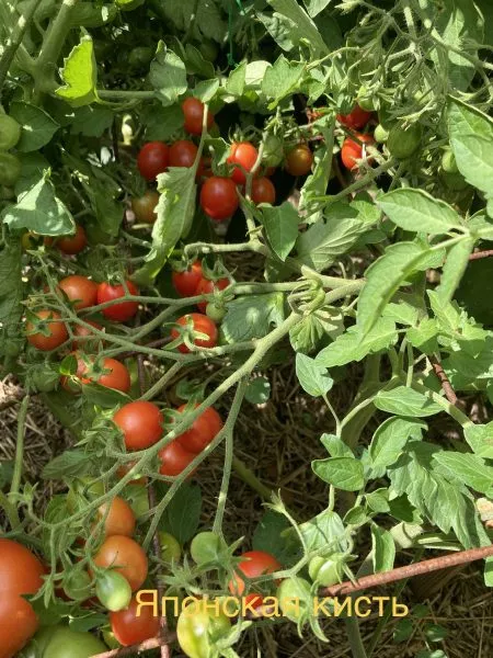 yaponskaya-kist-3-172542