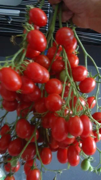 yaponskaya-kist-5-172542