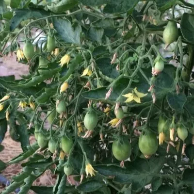 yaponskaya-kist-6-172542