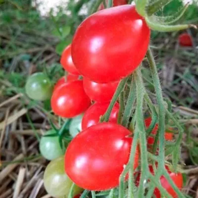 yaponskaya-kist-8-172542