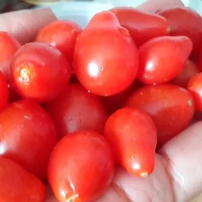 yaponskaya-kist-9-172542