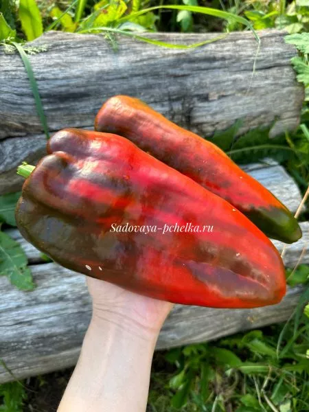 yaponskiy-gigant-1-187204