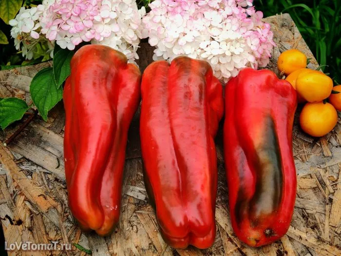 yaponskiy-gigant-3-187204