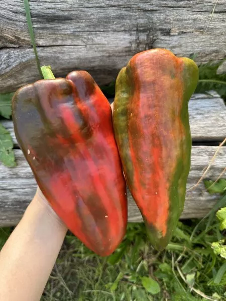 yaponskiy-gigant-4-187204