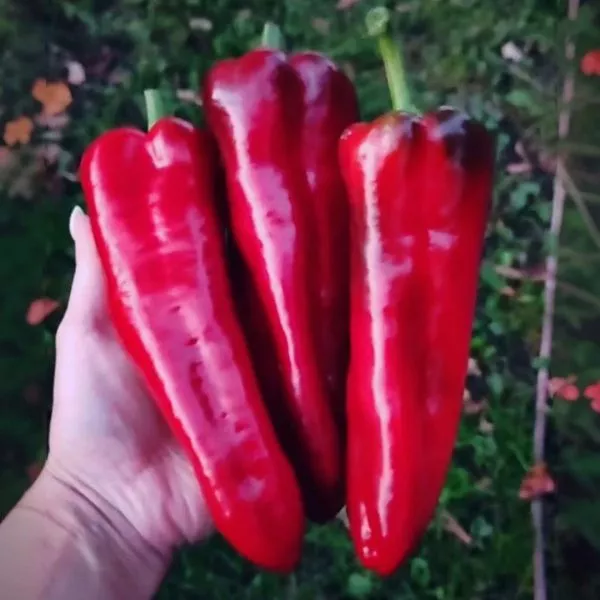 yaponskiy-gigant-5-187204