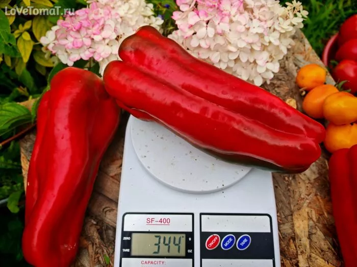 yaponskiy-gigant-8-187204