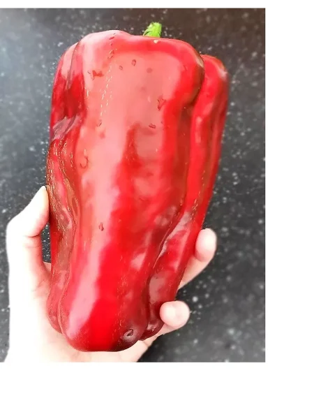 yaponskiy-gigant-9-187204