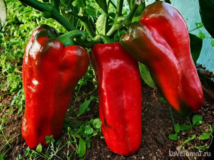 yaponskiy-gigant-main-187204