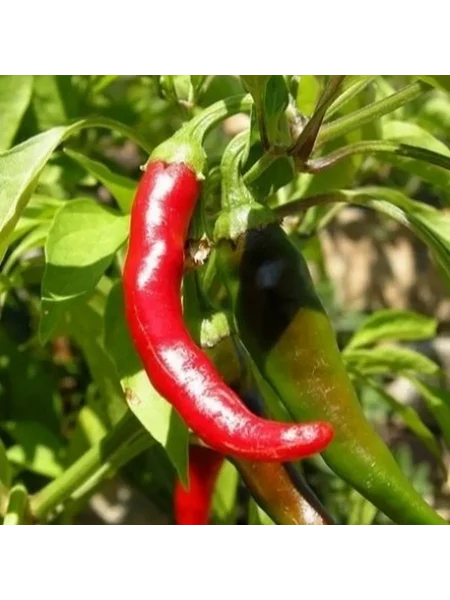 yarkaya-zarya-2-188258