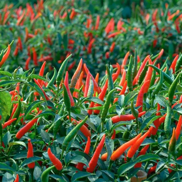 yarkaya-zarya-3-188258