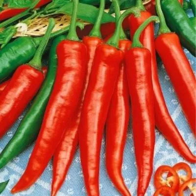 yarkaya-zarya-5-188258