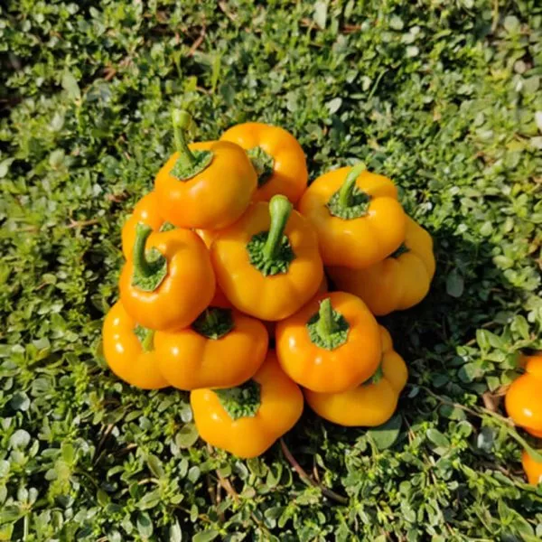 yaroslav-main-188604