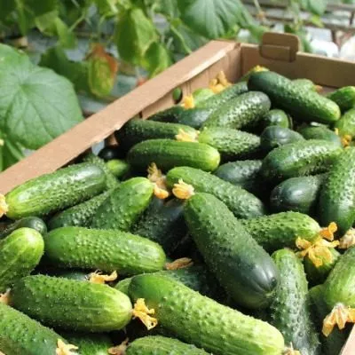 yaselnaya-gruppa-main-192113