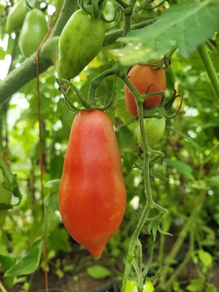 zasolochnoe-chudo-1-176164