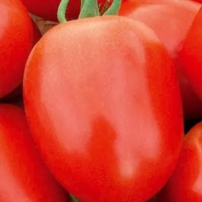 zasolochnoe-chudo-4-176164