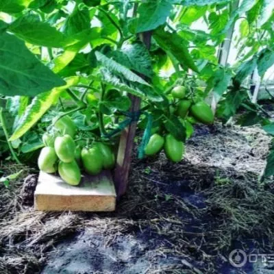 zasolochnoe-chudo-5-176164