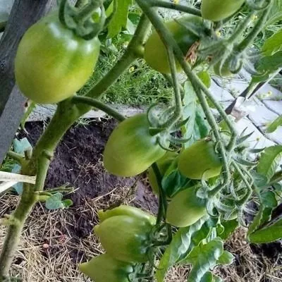 zasolochnoe-chudo-9-176164