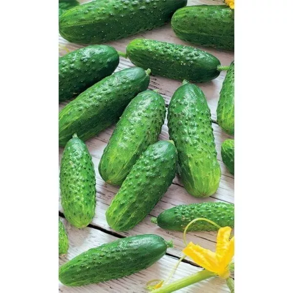 zasolych-f1-main-200400