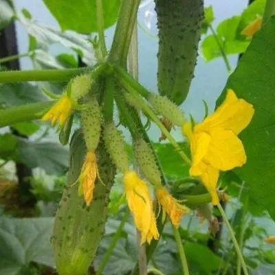 zelenaya-volna-3-198300