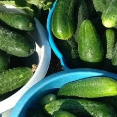 zelenaya-volna-4-198300