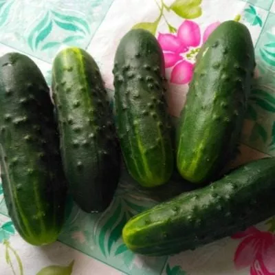 zelenaya-volna-5-198300