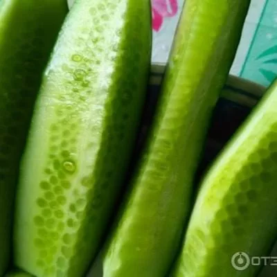 zelenaya-volna-6-198300