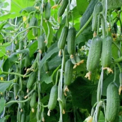 zelenaya-volna-7-198300