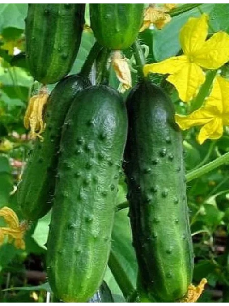 zelenaya-volna-main-198300