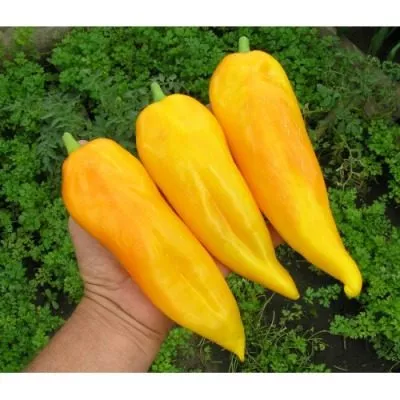 zheltyy-banan-10-182448