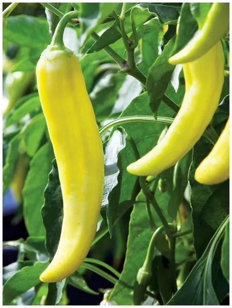 zheltyy-banan-3-182448