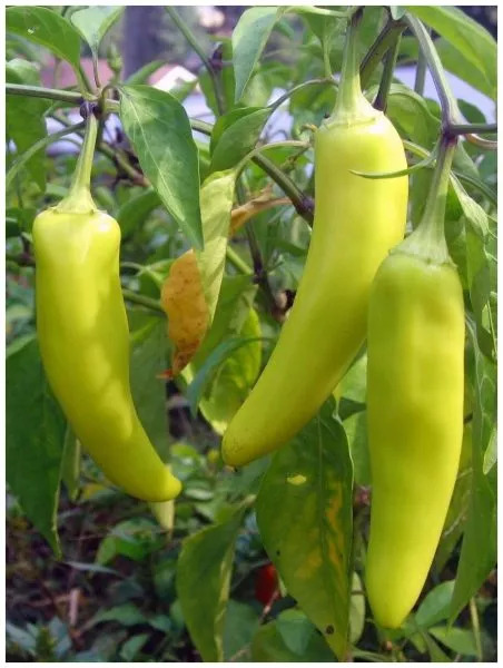 zheltyy-banan-5-182448